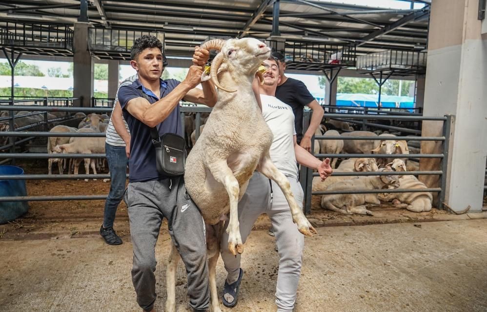 4 boynuzlu koç! Her biri için 10 bin lira istiyor - Resim: 1