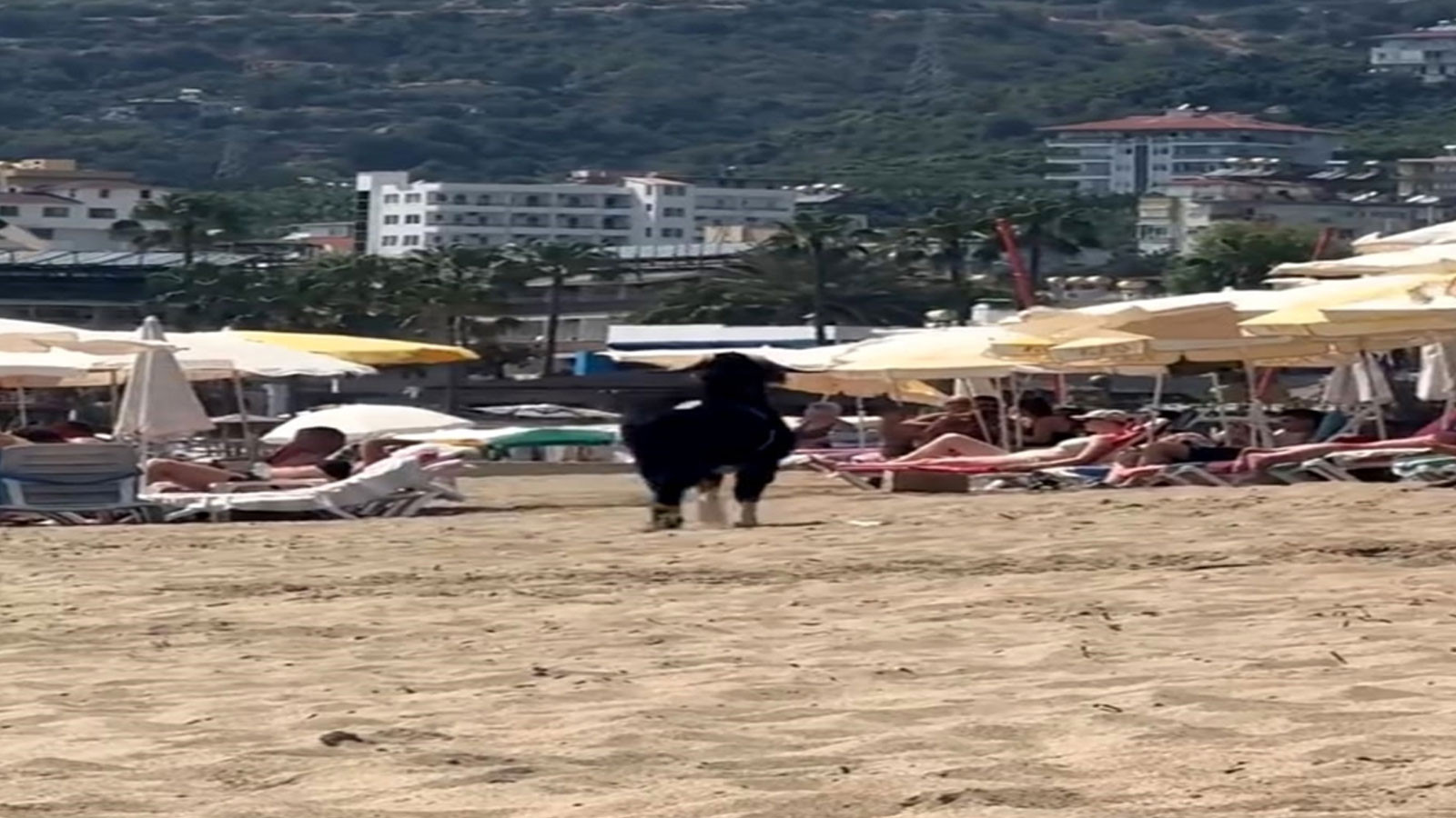 Antalya'da kaçan kurbanlık keçi soluğu plajda aldı thumbnail
