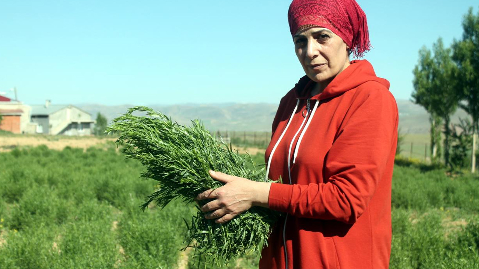 Coğrafi işaret ‘Bayburt tarhunu’na ihracat yolunu açtı Coğrafi işaret ‘Bayburt tarhunu’na ihracat yolunu açtı