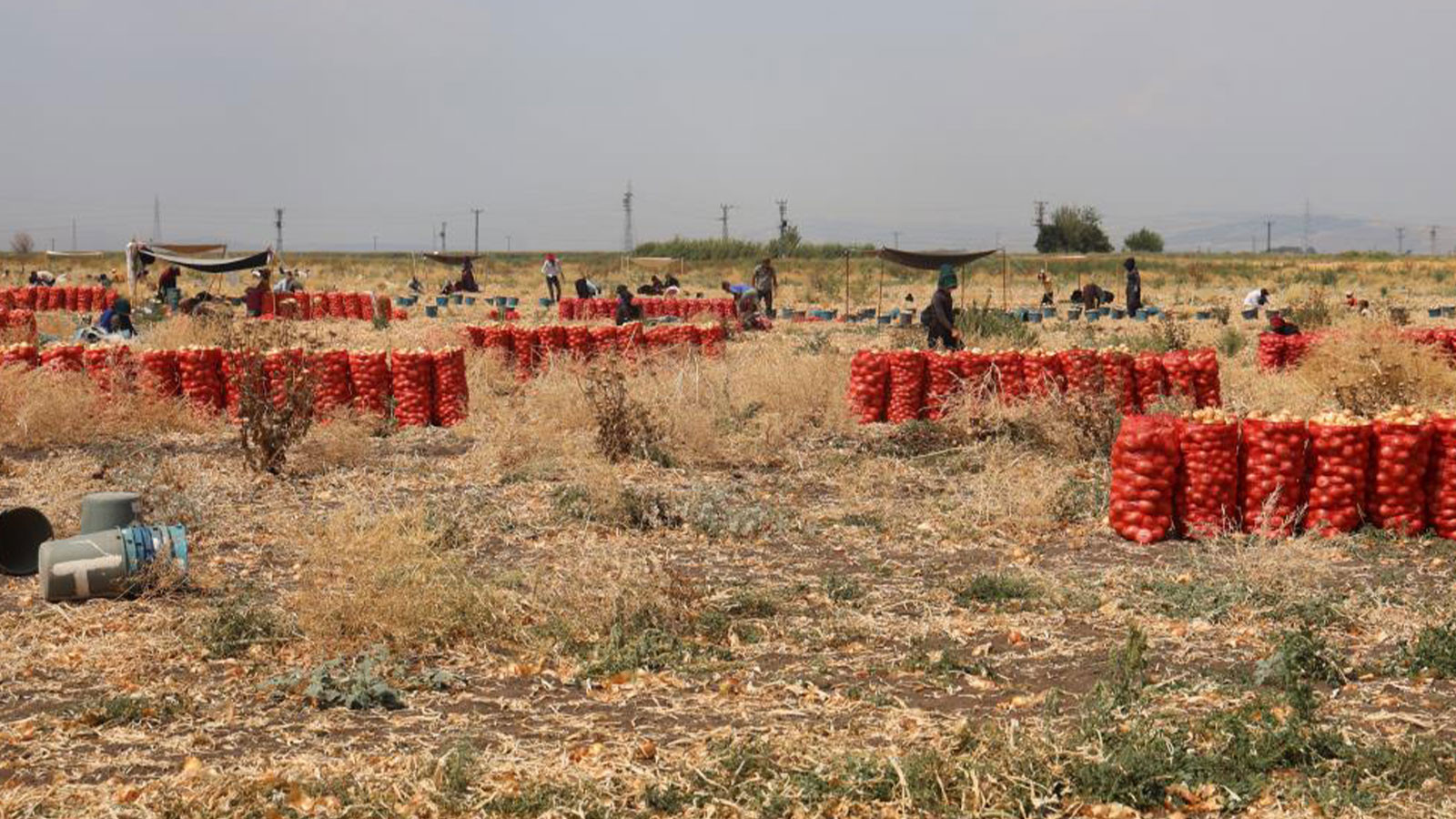 Göz yaşartan hasat! Hatay'da soğan işçilerinin günlük yevmiyeleri açıklandı! Göz yaşartan hasat! Hatay'da soğan işçilerinin günlük yevmiyeleri açıklandı!