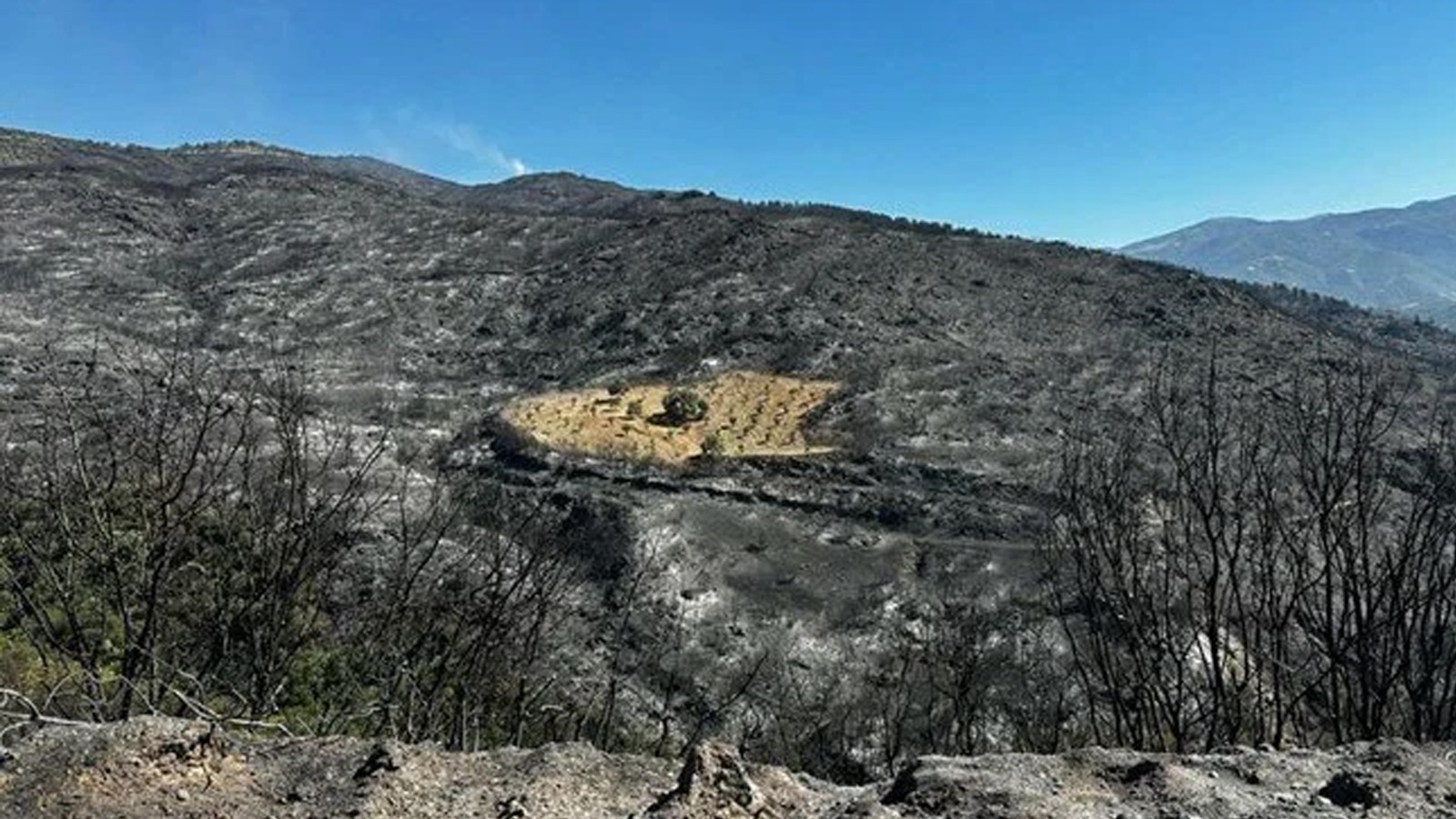 İzmir'de şaşkına çeviren görüntü: Sadece o bölge yanmadı!