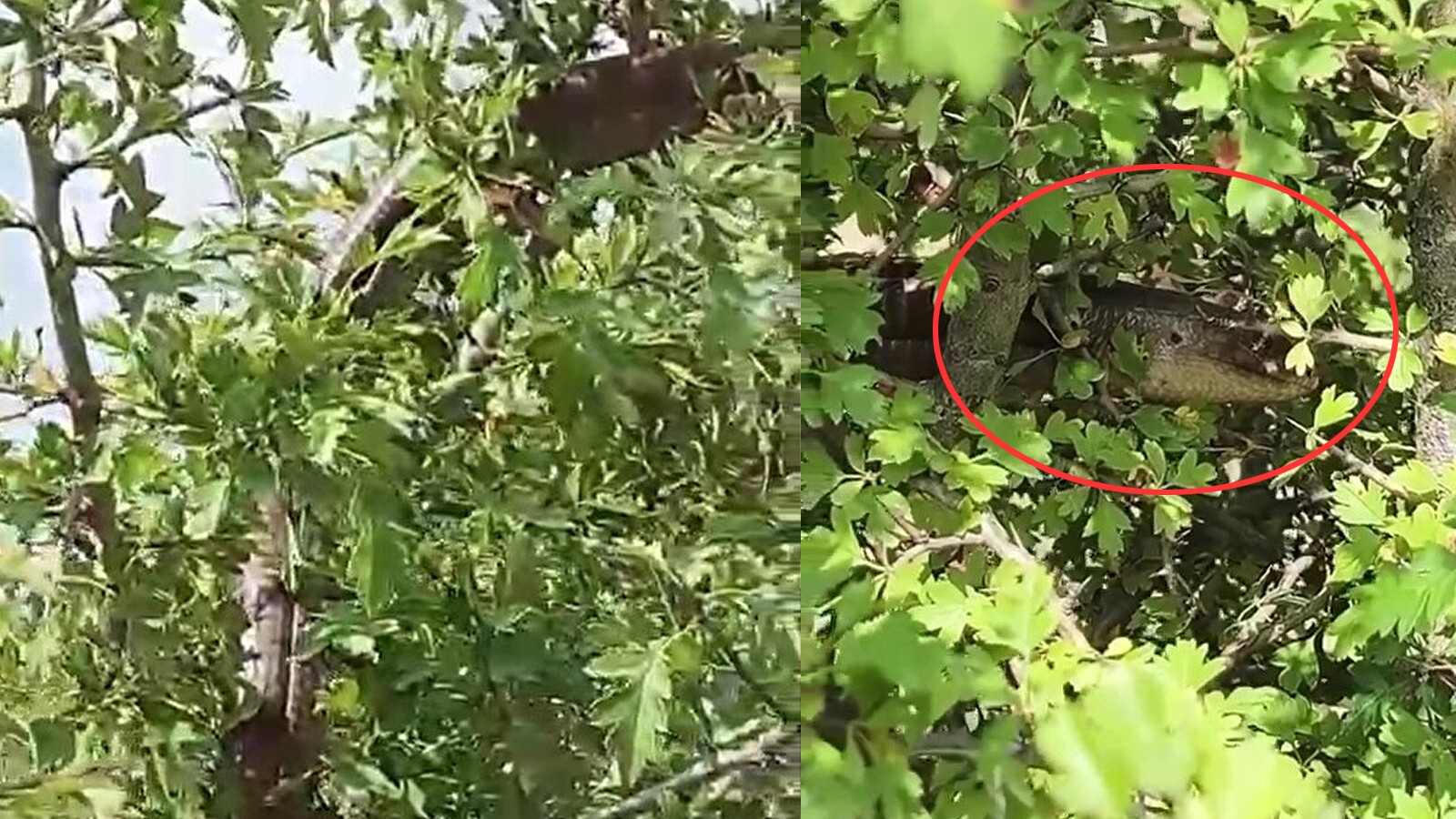 Hatay'da görüldü: 1 buçuk metre boyunda... Yılana benziyor ama yılan değil!