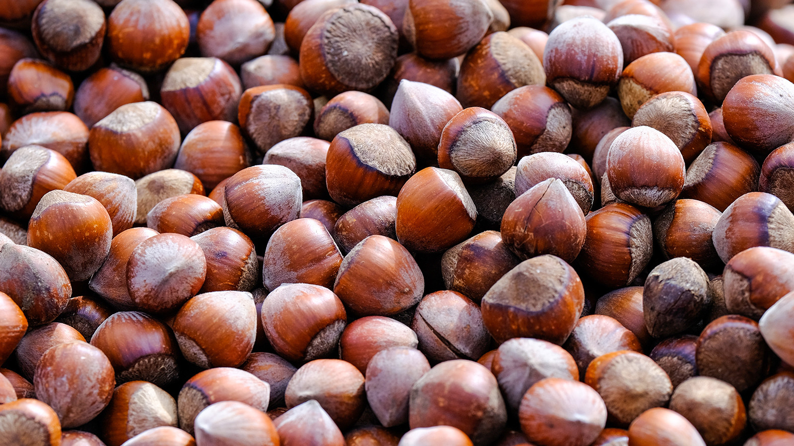 Fındık alım fiyatı belli oldu