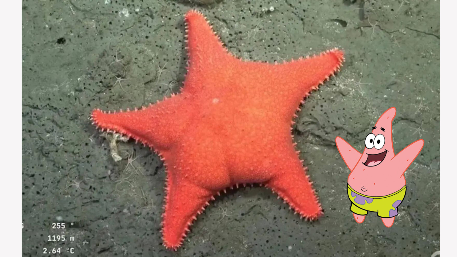 'Süngerbob karakteri Patrick'e aşırı benzeyen deniz yıldızı okyanusun dibinde bulundu!