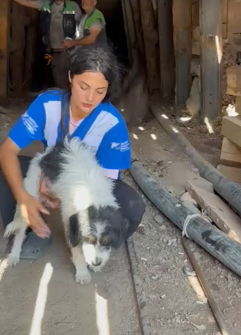 Escapó de las llamas y se refugió en la mina con 7 descendientes - Imagen: 1