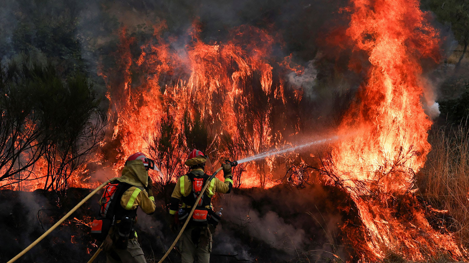 Avrupa yanıp küle dönecek! Orman varlığı tükenebilir