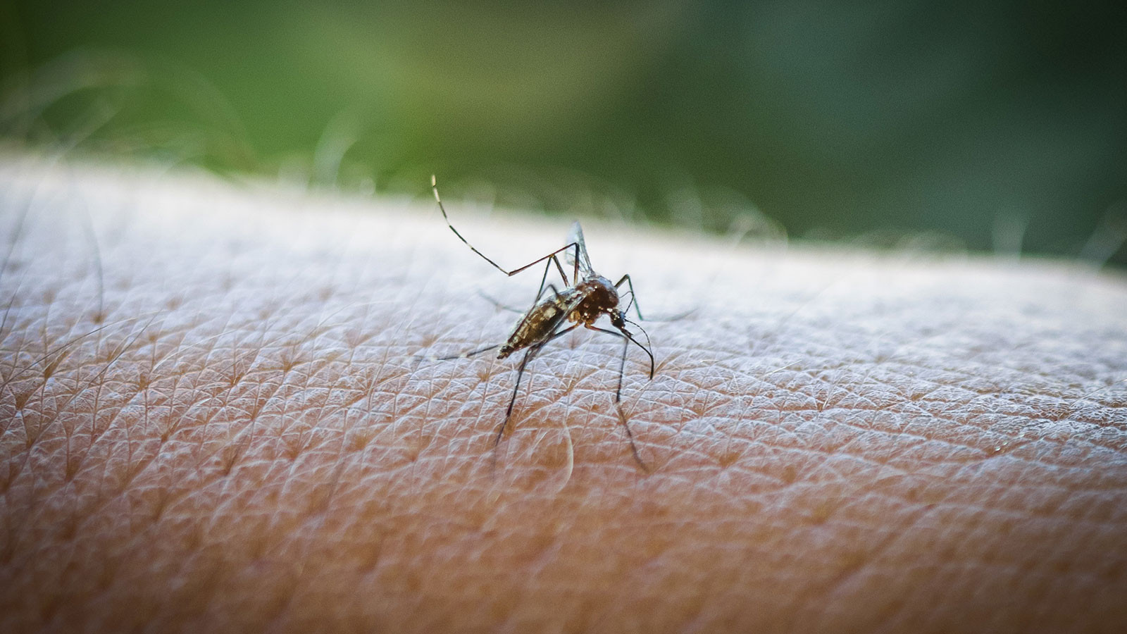 Çin’de görülen ve hızla yayılan Chikungunya virüsünden korkmalı mıyız?