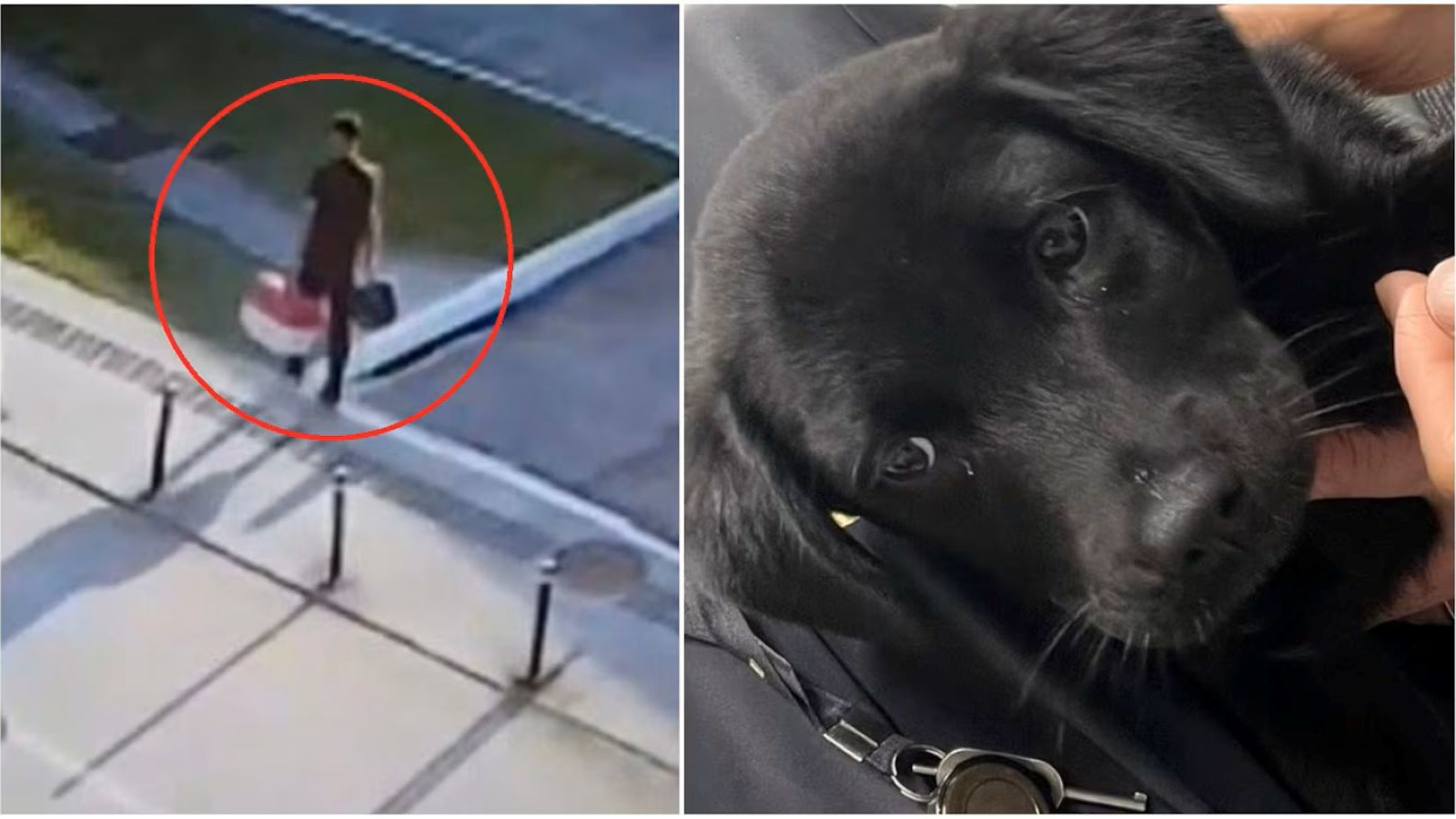 Uçağa alınmayan köpeğini park alanında bırakan yolcu gözaltına alındı