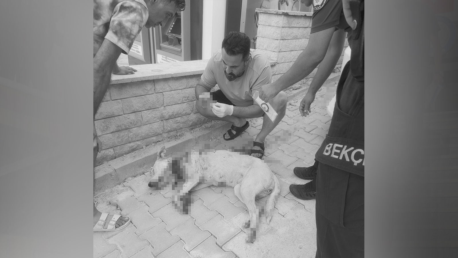 Vicdansızlığın böylesi: Denizli'de bir cani, hamile köpeği tüfekle vurdu