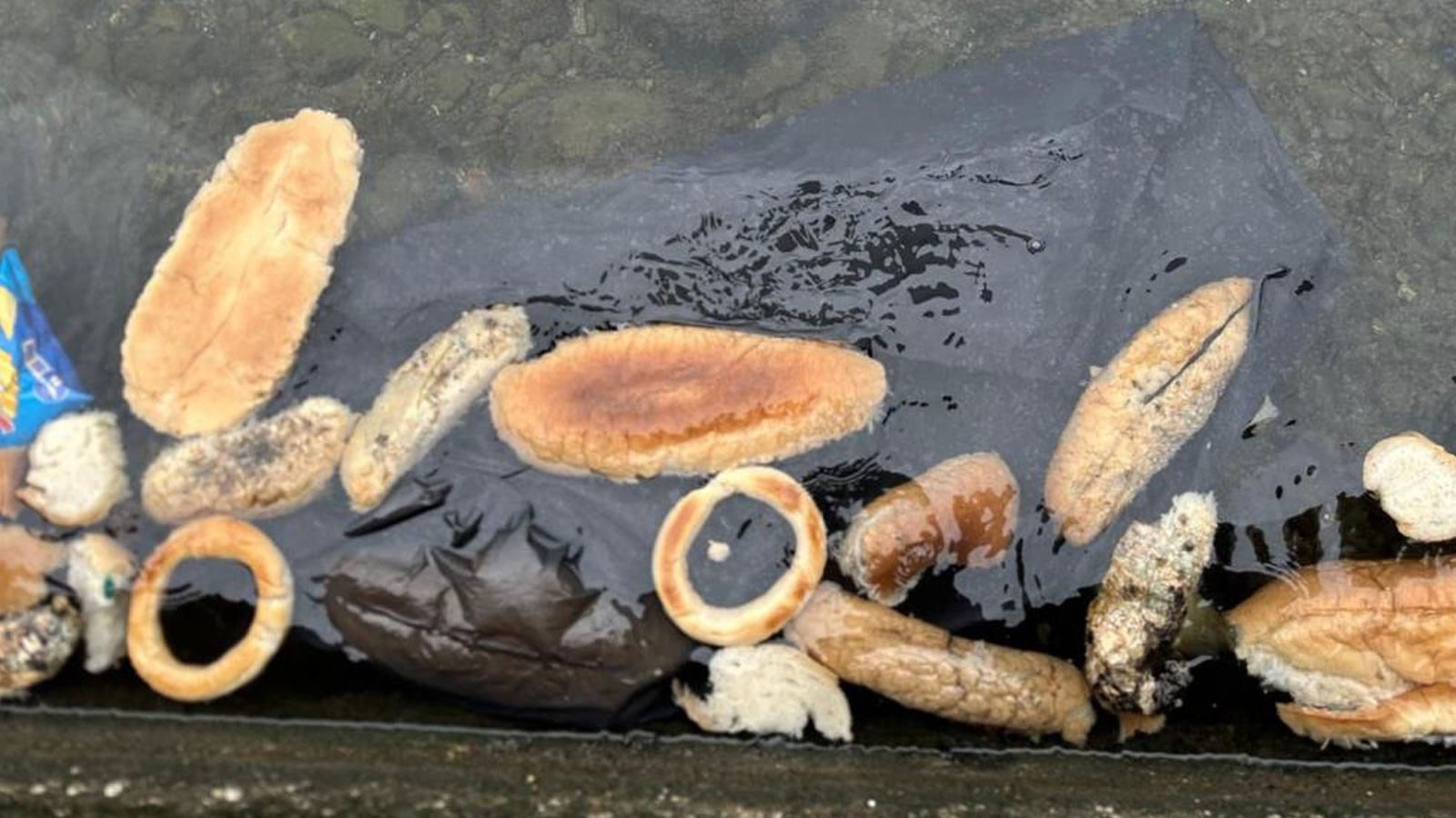Yüzlerce ekmek, simit ve mısır ekmeğini denize döktüler