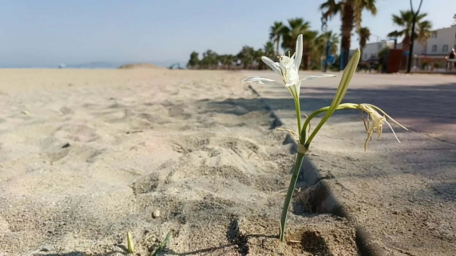 Kuşadası’nda yıllar sonra çiçek açtı; koruma altına alındı