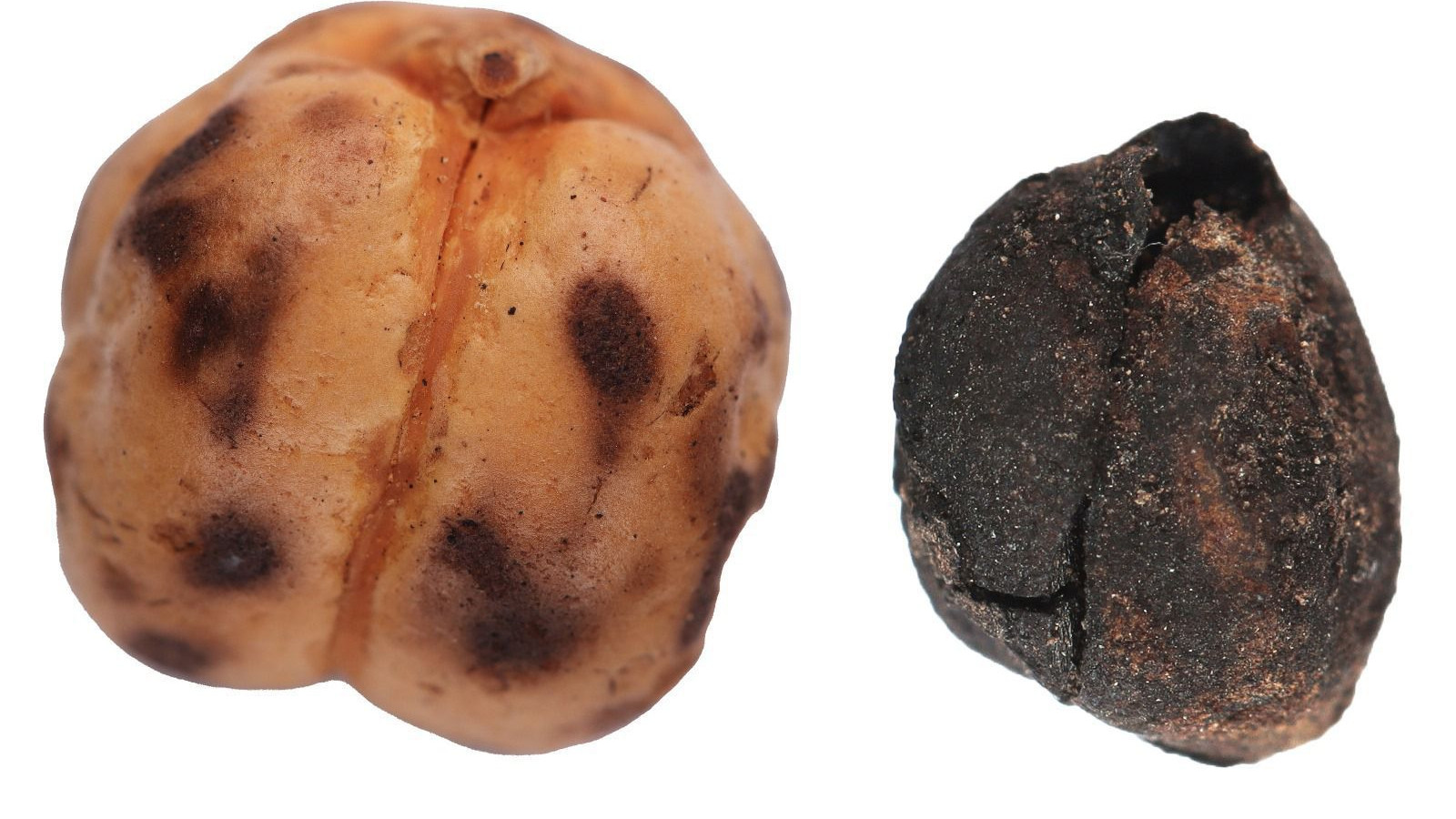 Tavşanlı’da 4000 yıllık nohut, Çatalhöyük’te 8600 yıllık ekmek kalıntısı bulundu