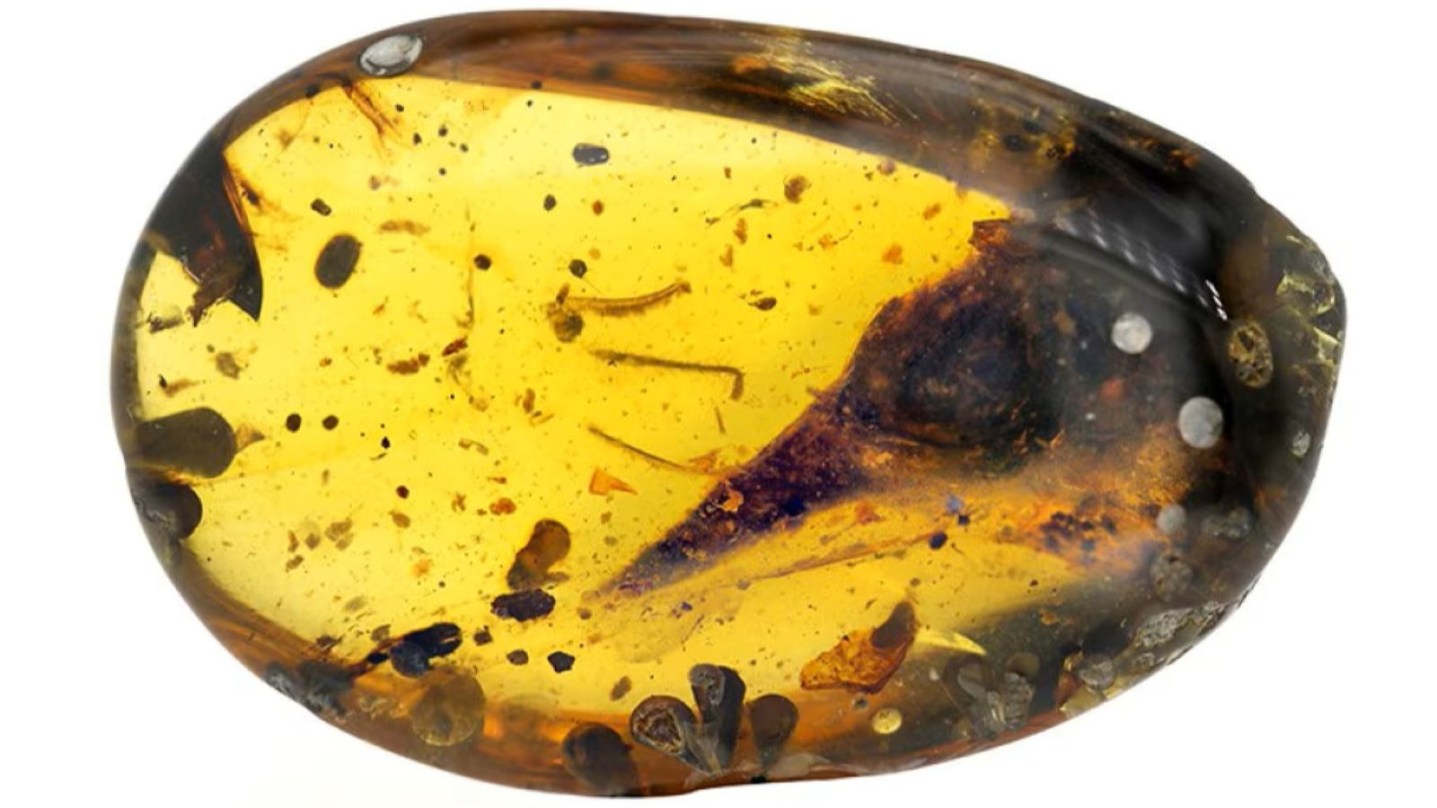 99 milyon yılık amberin içinde dinozor kuyruğu bulundu