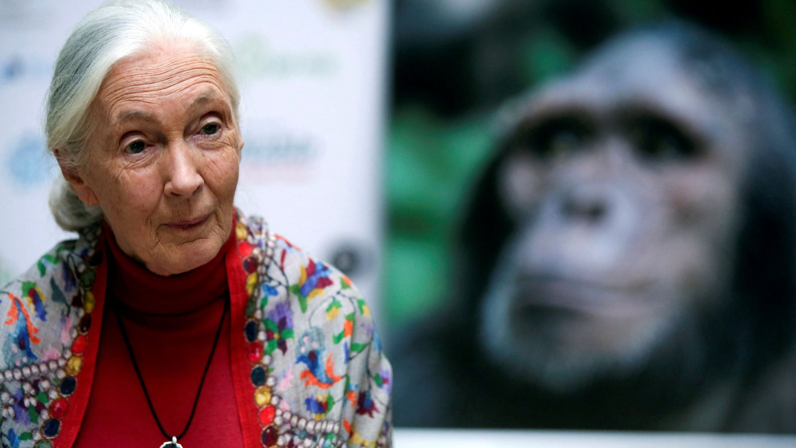 Jane Goodall'ın uykusunda kalp krizi geçirerek öldüğü açıklandı