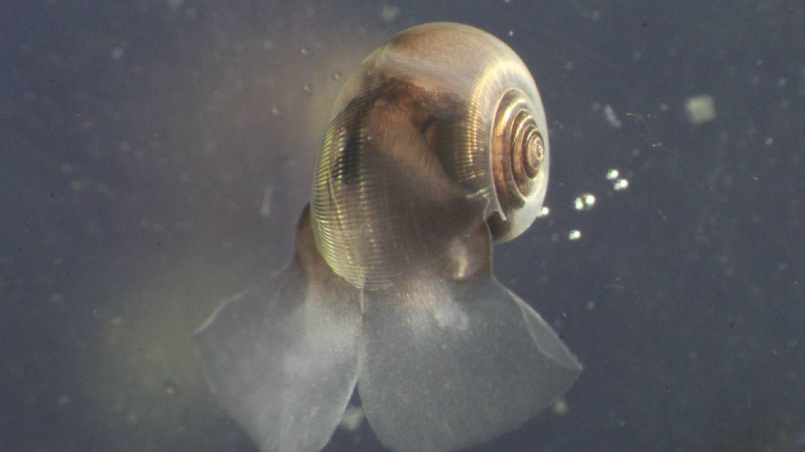 Okyanustaki minik canlılar, Dünya’daki karbonun geleceğinin anahtarını taşıyor