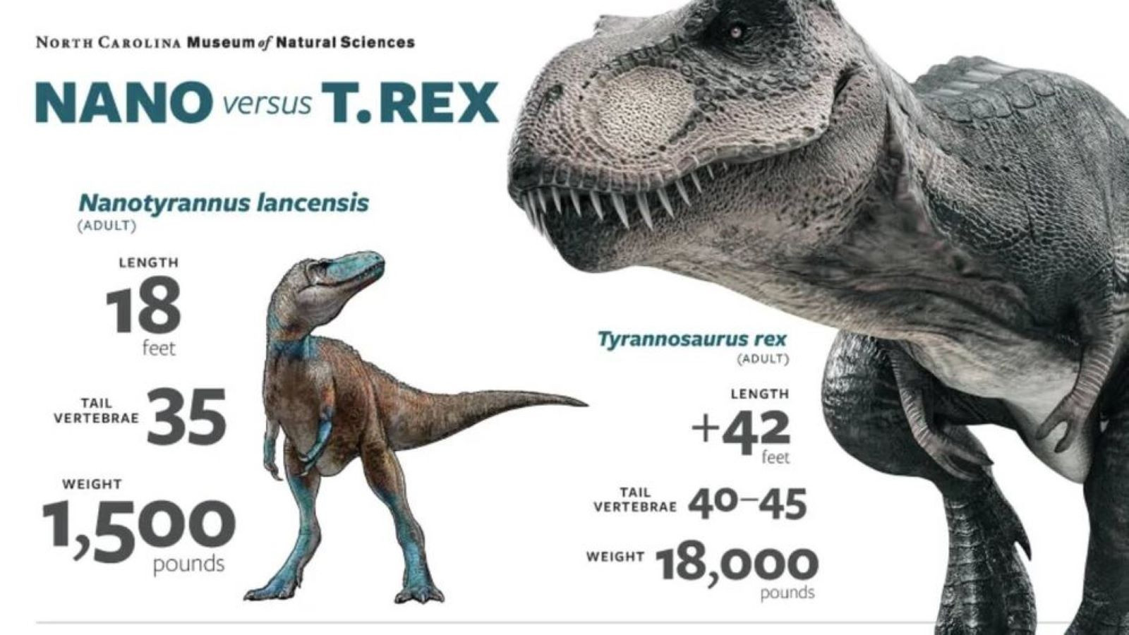 1946’da bulunan fosilin T-Rex olmadığı yıllar sonra anlaşıldı