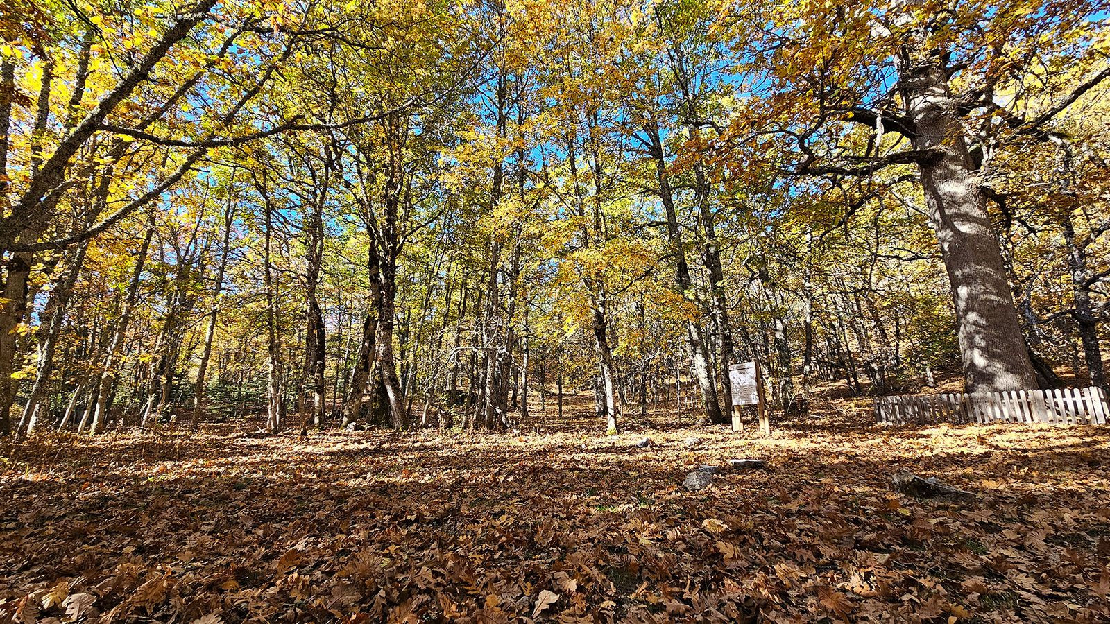 Türkiye'de bulunan bu ormana izinsiz girmenin cezası 557 bin TL - Resim: 5