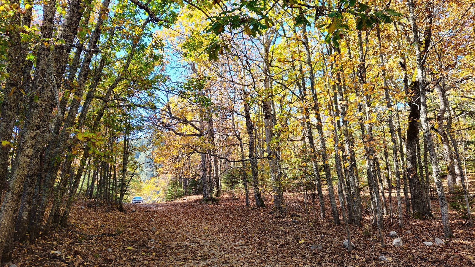 Türkiye'de bulunan bu ormana izinsiz girmenin cezası 557 bin TL - Resim: 6