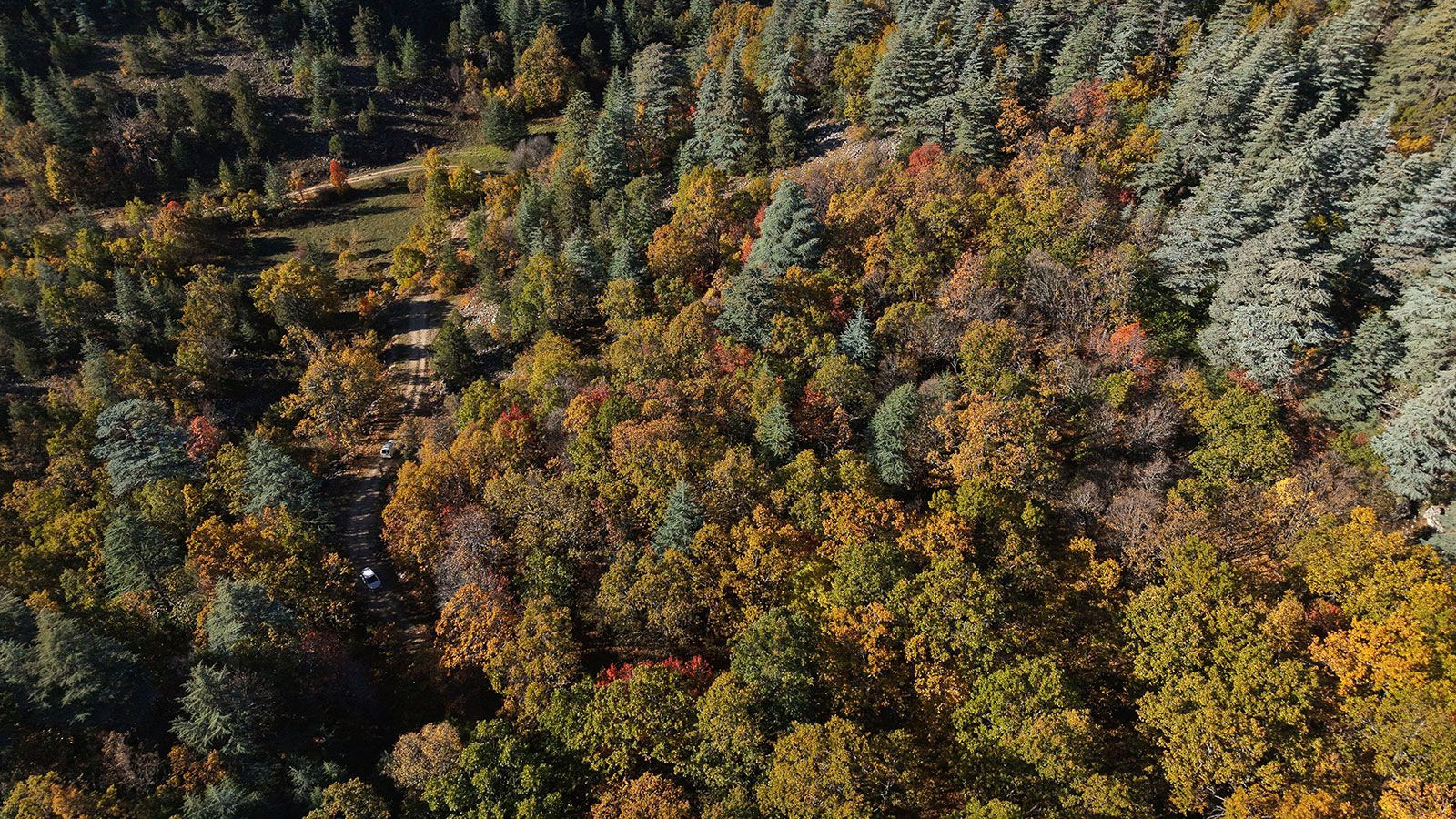 Türkiye'de bulunan bu ormana izinsiz girmenin cezası 557 bin TL - Resim: 7