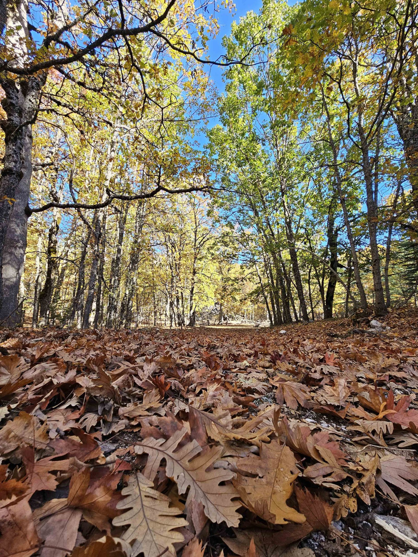 Türkiye'de bulunan bu ormana izinsiz girmenin cezası 557 bin TL - Resim: 3