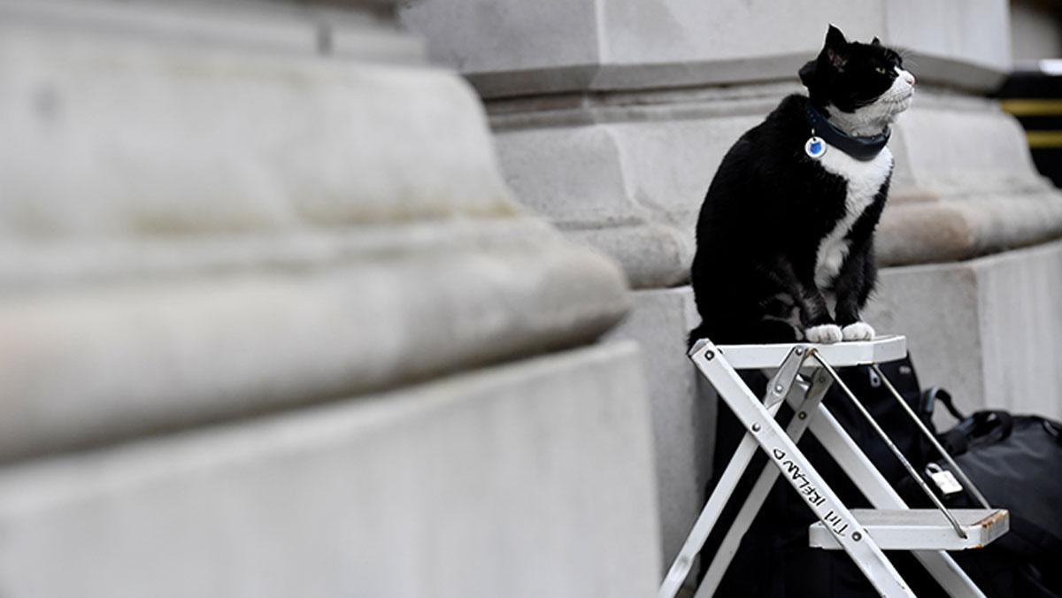 Diplomat Kedi Palmerston Ingiltere Disisleri Nden Emekli Oldu