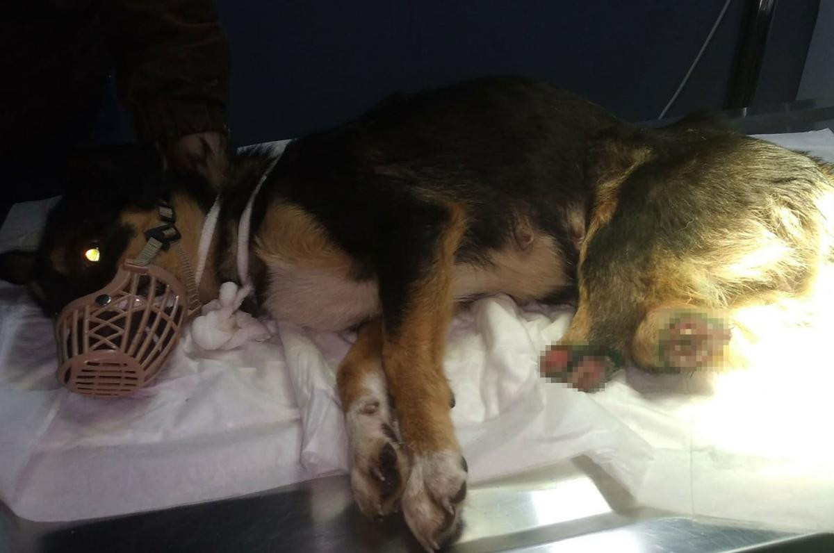 Yavru köpek arka bacakları kesilmiş halde bulundu