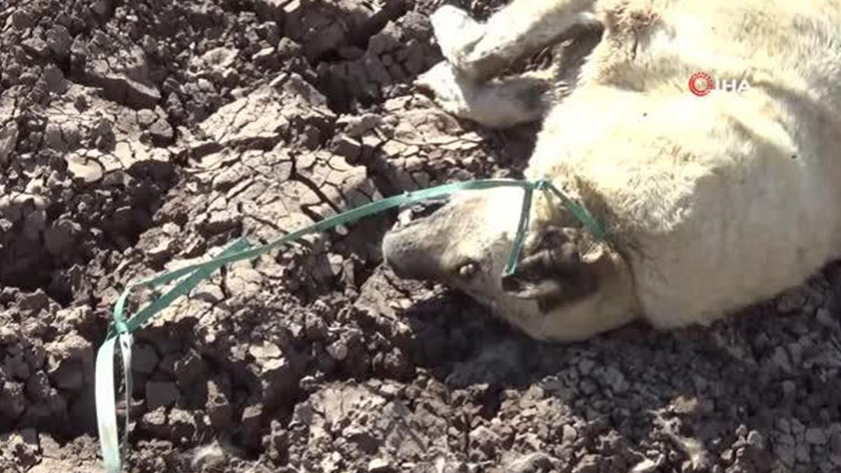 Diyarbakır�da bir köpek boynuna ip bağlanarak vahşice öldürüldü
