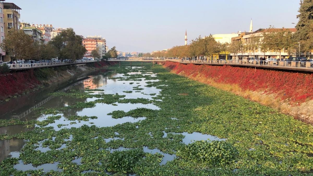 Su sümbülleri, Asi Nehri'ni kapladı - Resim : 1